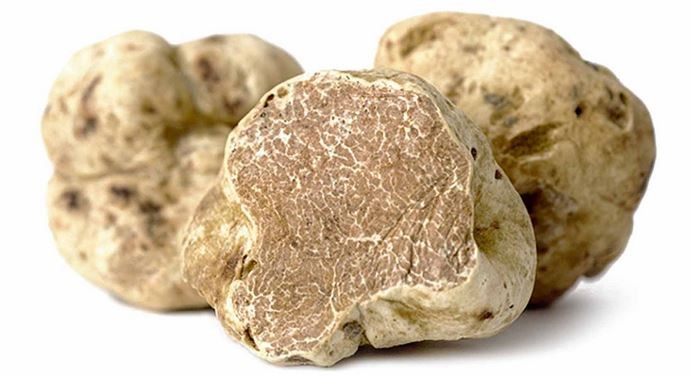 Tartufi